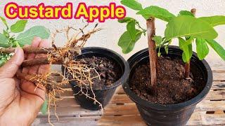 Smart Way To Propagate Sugar Apple Tree  2 