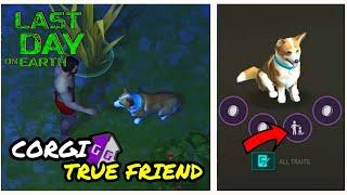 TUTORIAL HOW TO GET TRUE FRIEND CORGI  LAST DAY ON EARTH SURVIVAL