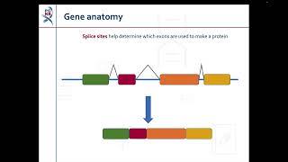 Haplotypes and Star Alleles