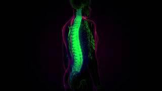 Spinal Cord Inflammation Pain Relief  Pure Isochronic Binaural Beats - 15 Min Sound Healing Therapy