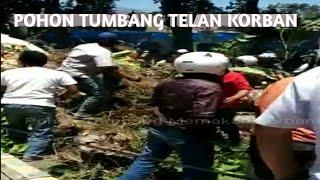 Pohon Tumbang Telan Korban Dua Orang Meninggal Dunia