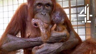 Mother Orangutans Reunited With Her Kidnapped Daughter  Orangutan Jungle School