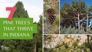 7 Pine Trees to Grow or Discover in Indiana