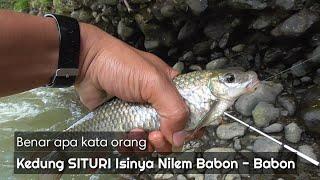 NUTUL NILEM FISHING IN KEDUNG SITURI SERAYU RIVER ALL CONTENTS