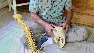 A Great Way to Access the Upper Thoracic Vertebrae relieve pain with this gentle method