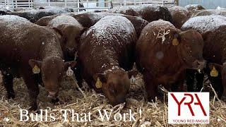 Young Red Angus Cattle raised on cover crop to produce bulls that go out and work.