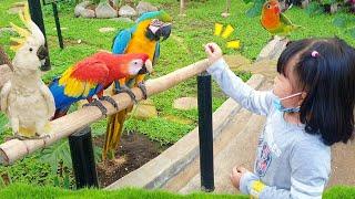 Yuk Kasih Makan Burung Macaw & Kakatua di Taman Burung  Bermain Bersama Burung