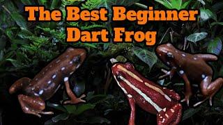 The Best Beginner Dart Frog - Epipedobates anthonyi