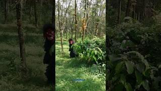 Penampakan grandong Di hutan pohon karet