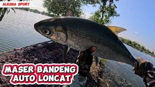 Maser ikan BANDENG JUMBO bareng paser mania loss gak rewel #paserikan #pasermania #masterpaser