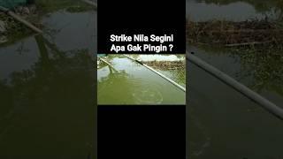 Strike Ikan Nila Babon Tarikannya Bikin Ketagihan #mancing #mancingnila #mancingikanmas