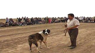 Легендарный Мерет Аждар трёх кратный чемпион Лебапа на закате своих лет Turkmen Dog Champion Alabai