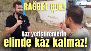 RAĞBET ÇOK Kaz Yetiştirenlerin Elinde Kaz Kalmaz - Kanatlı Alemi