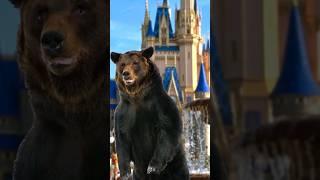 Florida is WILD A Black Bear on the loose at Magic Kingdom in Walt Disney World