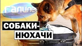 Галилео  Как собаки ищут наркотики?  Sniffer dogs