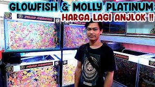 HARGA ANJLOK‼️UPDATE HARGA MOLLY PLATINUM & GLOWFISH  KIOS IKAN HIAS JATINEGARA‼️