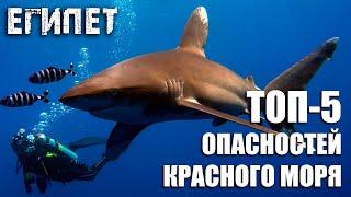 ТОП-5 самых больших опасностей в Красном море