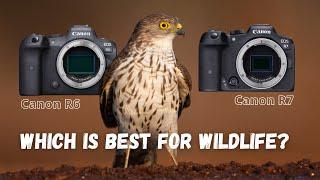 Canon R6 vs R7  Which one is best for wildlife and nature photography?