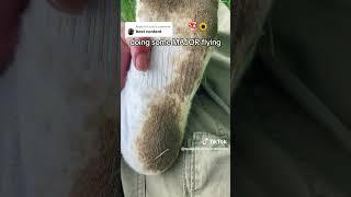 dirty socks 270