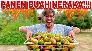 PANEN BUAH NERAKA DI EROPA