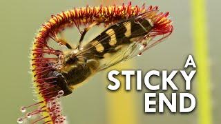 Sundew The Sticky Plant With A Killer Instinct