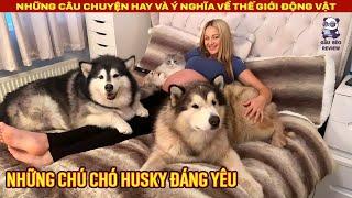 Phản ứng dễ thương của 2 chú chó Husky khi chủ nhân đang mang thai  Review Con Người và Cuộc Sống
