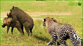 A Terrifying Clash Broke Out When The Leopard Discovered The Wild Boars Strange Actions