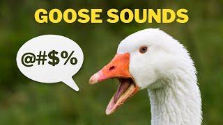 Goose Sound And Noises - Honking Happy Angry and Hissing Sounds