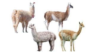 4 Species of Llamas  Family Camelidae Genus Lama