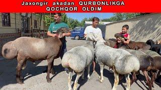 JAXONGIR AKAGA QURBONLIKGA ENG ZORLARI KELDI 99-040-11-81  33-642-99-99