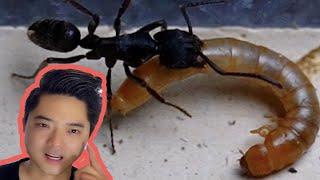 The last ant in the community is still trying to hunt Bread bugs dare to eat scorpions 面包虫竟然敢捕食蝎子