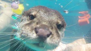 People Swim With Otters For The First Time