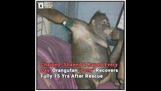 Chained Shaved & Raped Every Day Orangutan ‘Pony’ Recovers Fully 15 Yrs After Rescue