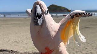 We love going to the beach This is in Pacific Rim National Park 