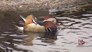 Conservation efforts in Litchfield Connecticut