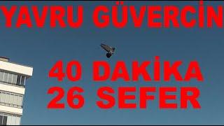 Üçüncü Uçumunda 40 Dakika 26 Sefer Yapan Yavru Kızması Güvercin