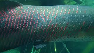 2 meter tall Arapaima gigas in Switzerland