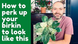 Philodendron Birkin Care - How To Care For A Philodendron Birkin Plant So It Looks Like Mine