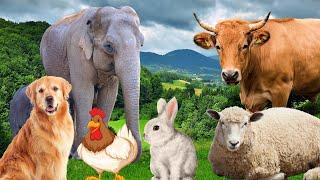 Farm Animal Sounds - Cow Sheep Cat Dog Chicken - Animal Moments
