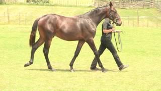 Lot 22 – Drum Beat bay colt Art Major  Milagro