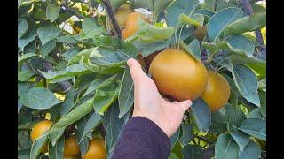 Picking Giant Asian Pear - Olympic