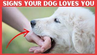 7 Secret Signs Your Dog Loves You But You Dont know