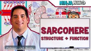 Musculoskeletal System  Sarcomere Structure Actin & Myosin