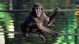 Macaque Monkeys Hanging & Walking on Ropes Over a Lake