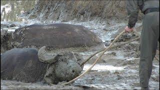 Buffalo Get SAVED by RANGERS and ATTACK vehicles