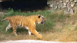 Beautiful Royal Bengal Tiger  शाही बाघ।