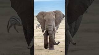 Crazy Facts About Elephants You Didn’t Know  #elephant #facts #animals