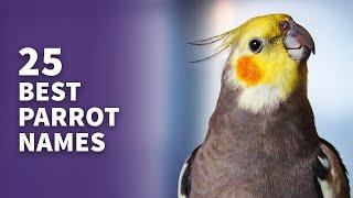25 BEST Parrot Names Popular Cute & Best Naming Ideas