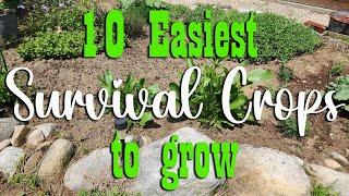 10 Easiest Survival Crops to Grow  Preparedness
