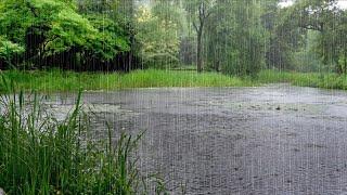 Rain Sounds Pouring Down on a Lake in the Forest - Deep Sleep Relaxation Improvement of Insomnia